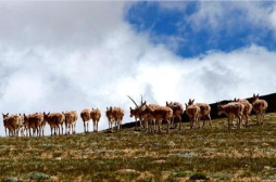 藏羚羊开启一年一度大规模迁徙