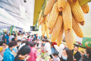 玉米产业博览会开幕