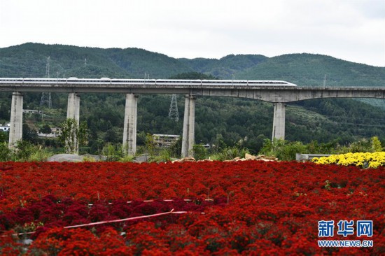 （经济）（6）贵州龙里：“菊花经济”带动乡村旅游