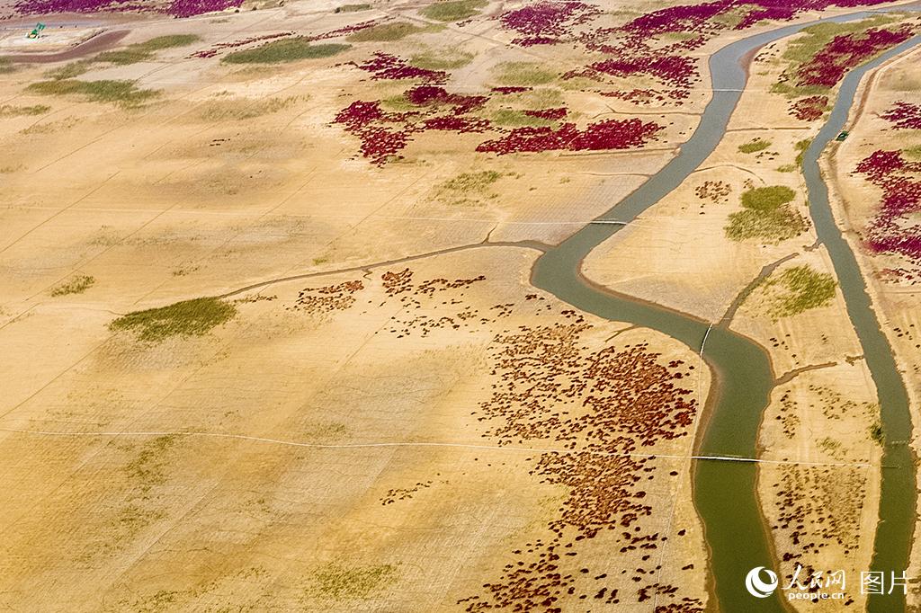 黄河口生态湿地美如画