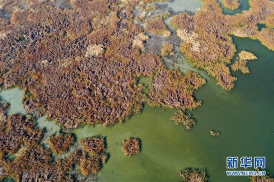 （美丽中国）（3）新疆玛纳斯：秋日湿地画卷