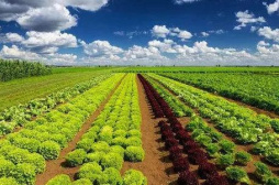 科学认识和推进农业绿色发展